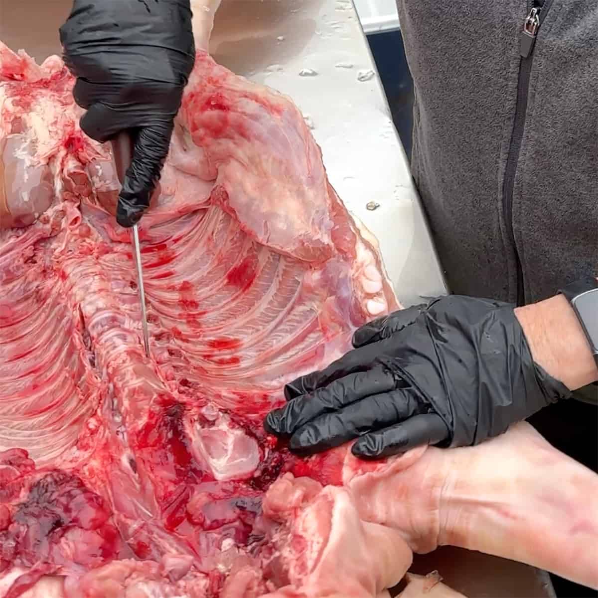 Running knife along spine to separate four ribs.