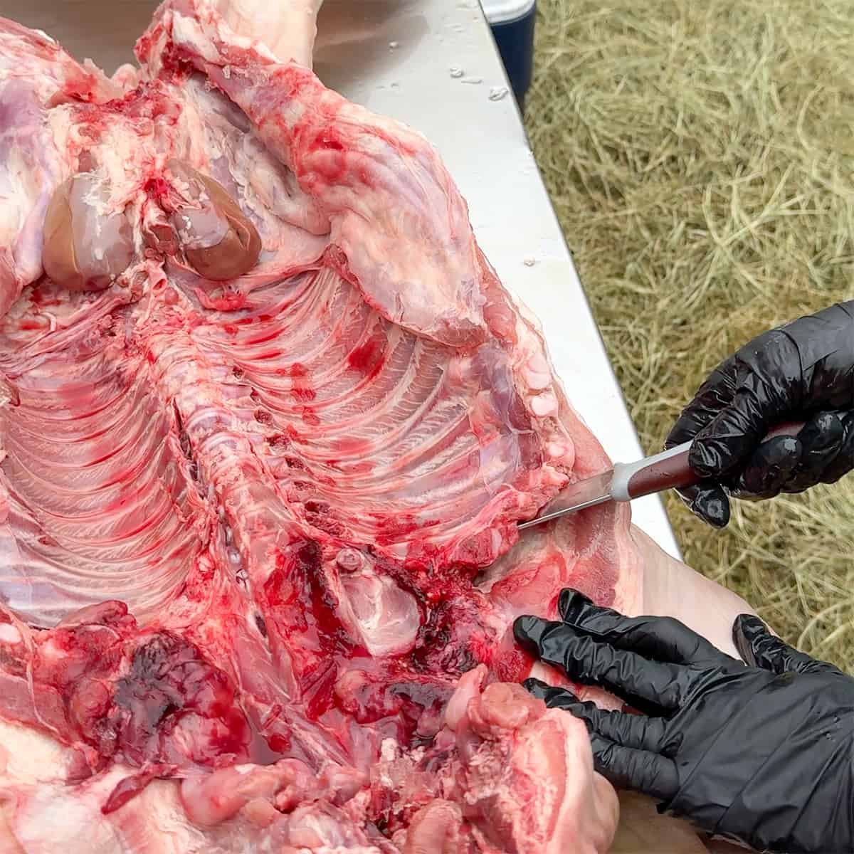Running knife under top four ribs.