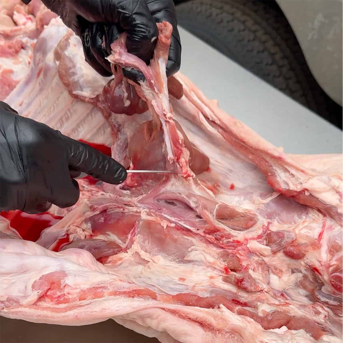 Removing vein from hog near spine.
